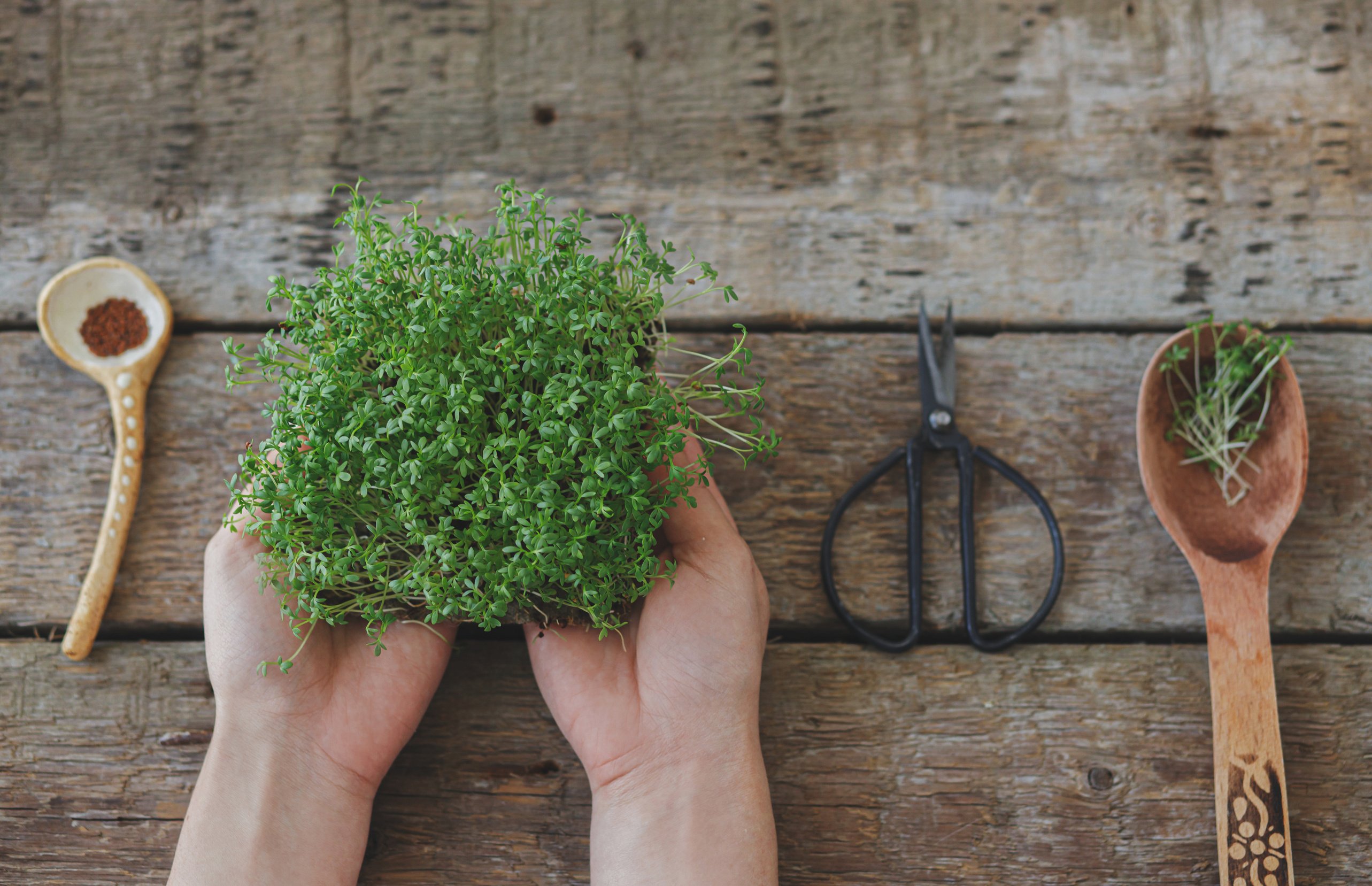 Growing Microgreens at Home. Hands with Watercress Sprouts, Seed